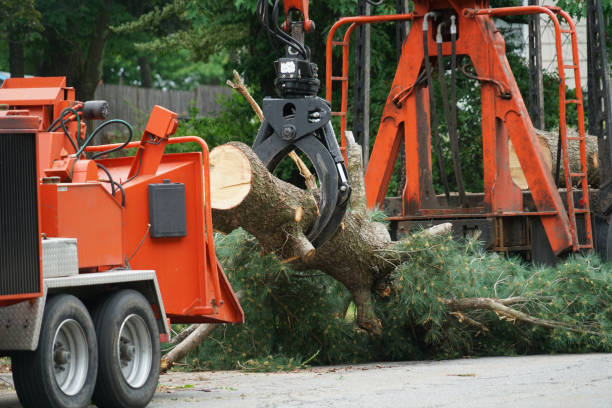 The Steps Involved in Our Tree Care Process in Fyffe, AL